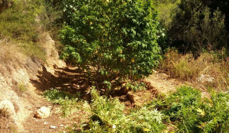 Una de les plantacions de marihuana detectades.
