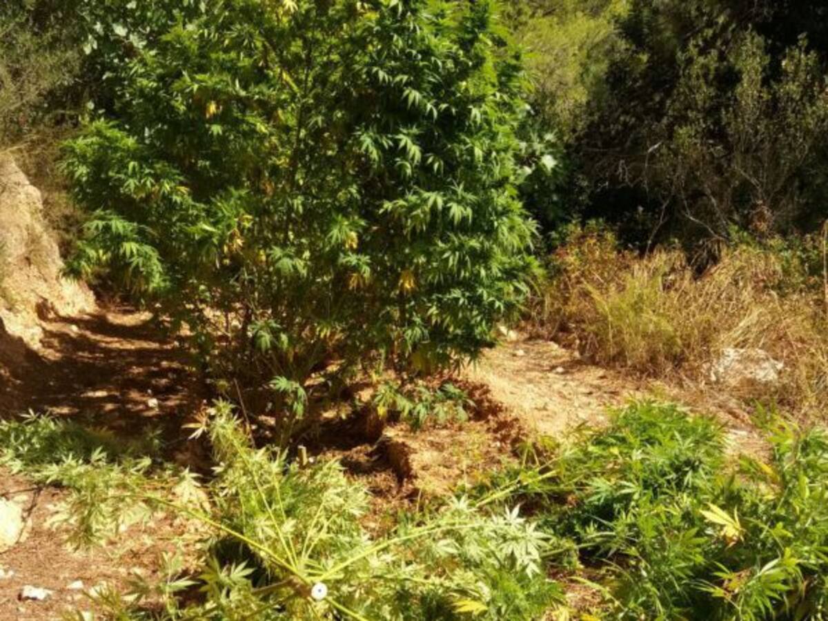 L'exalcalde de Rasquera, investigat pels Mossos per cultivar marihuana