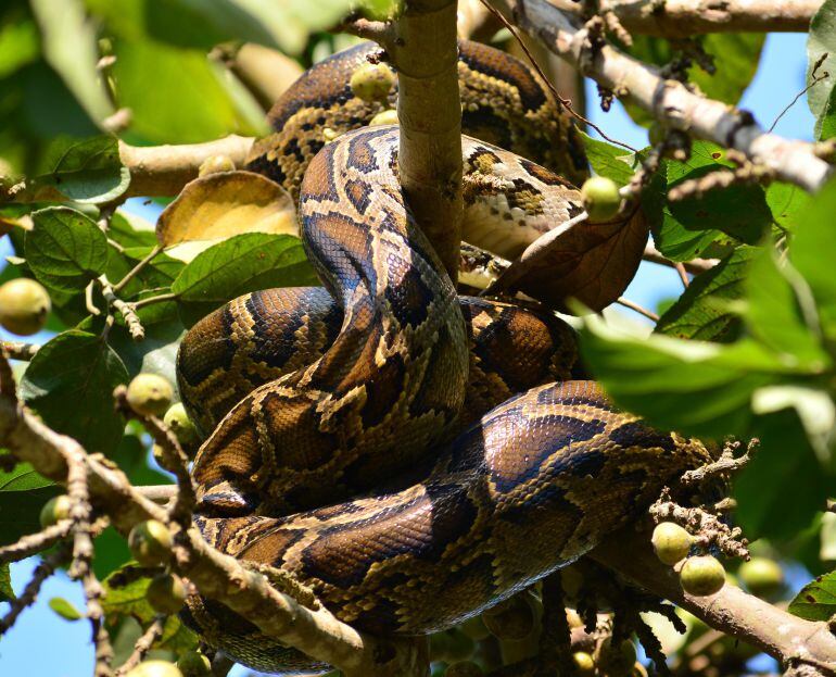 Una serpiente pitón en un árbol