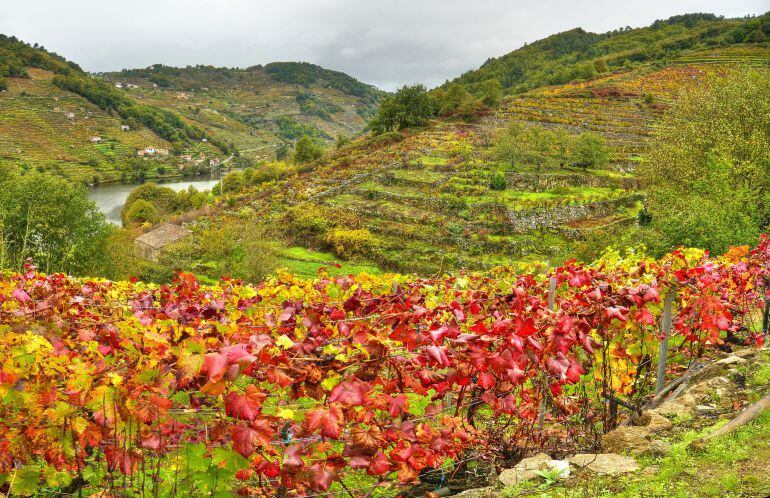 Inicio de la vendimia en la Ribeira Sacra