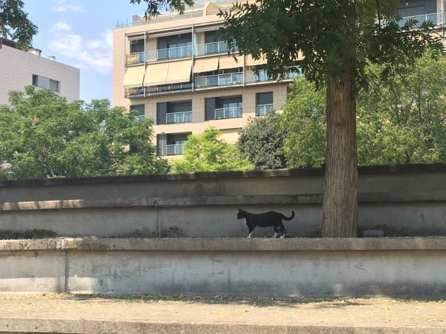 Un ejemplar de la colonia de gatos del Vial en la que ha aparecido la plaga de cucarachas