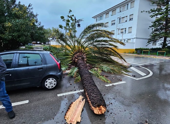 Una palmera caída en Los Barrios