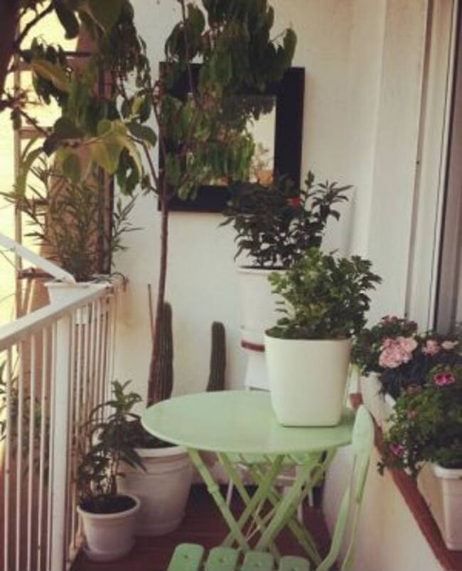 En la terraza de La Bien Querida hay espacio para una higuera y un olivo