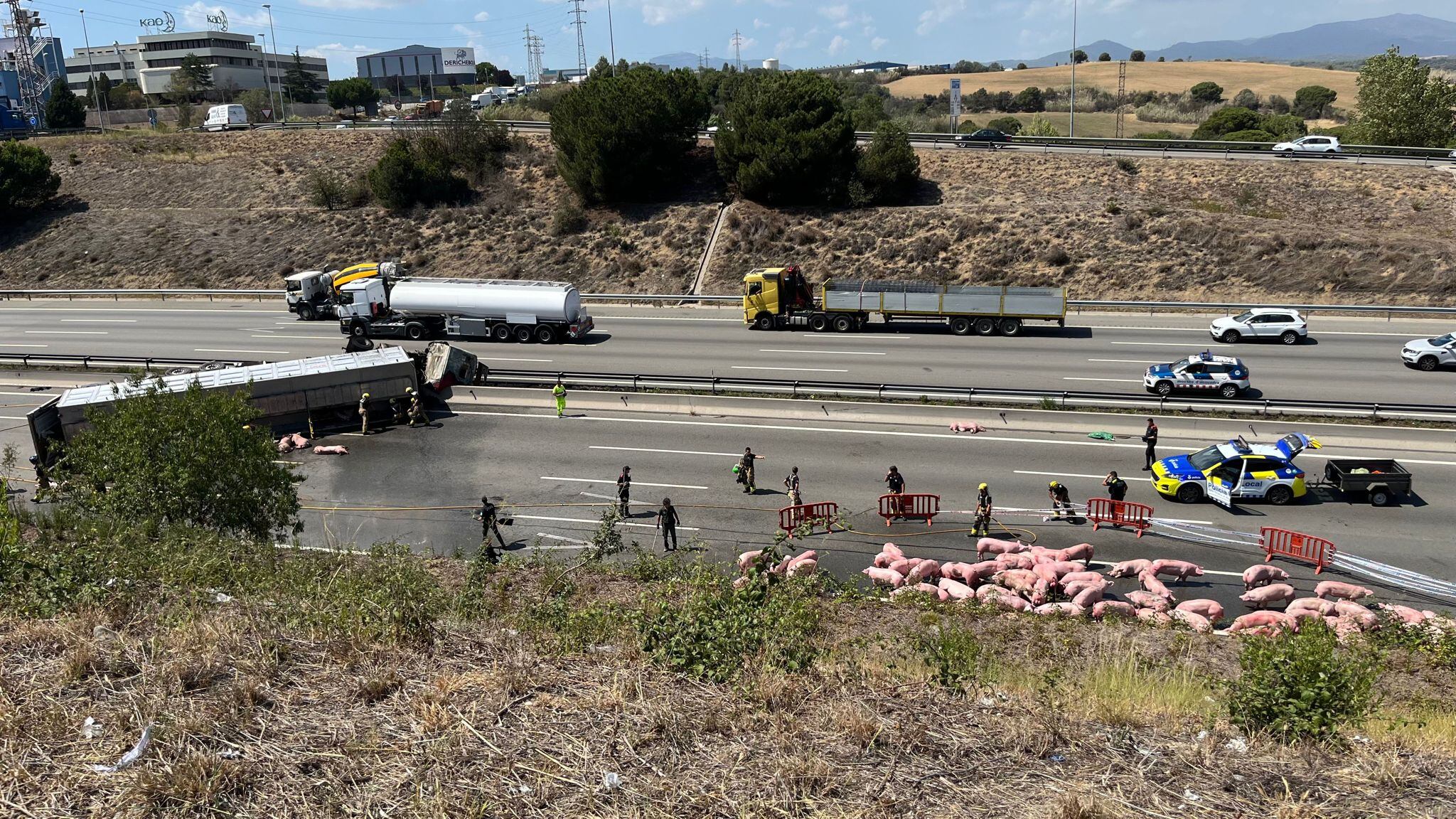 Los cerdos que viajaban en un camión, andando por la autopista