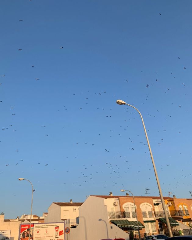 Cigüeñas a su paso por Linares.