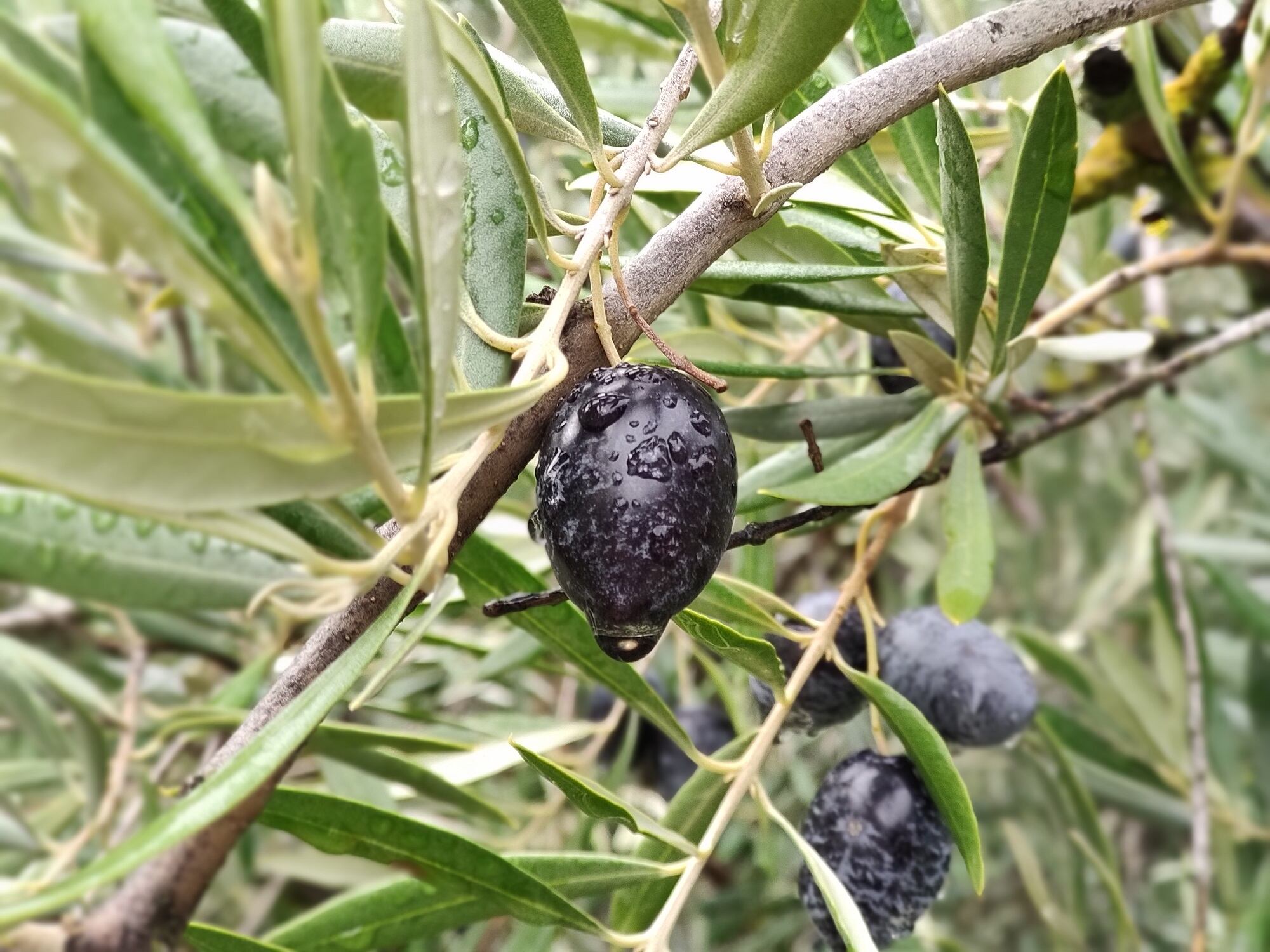 Una aceituna negra en un olivo de Jaén, con el rocío de la mañana