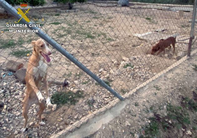 La Guardia Civil recuerda que el abandono y maltrato animal está penado en el vigente Código Penal.