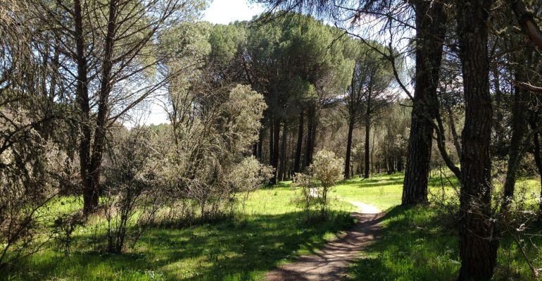 Monte de Valdelatas, el considerado pulmón verde de Alcobendas