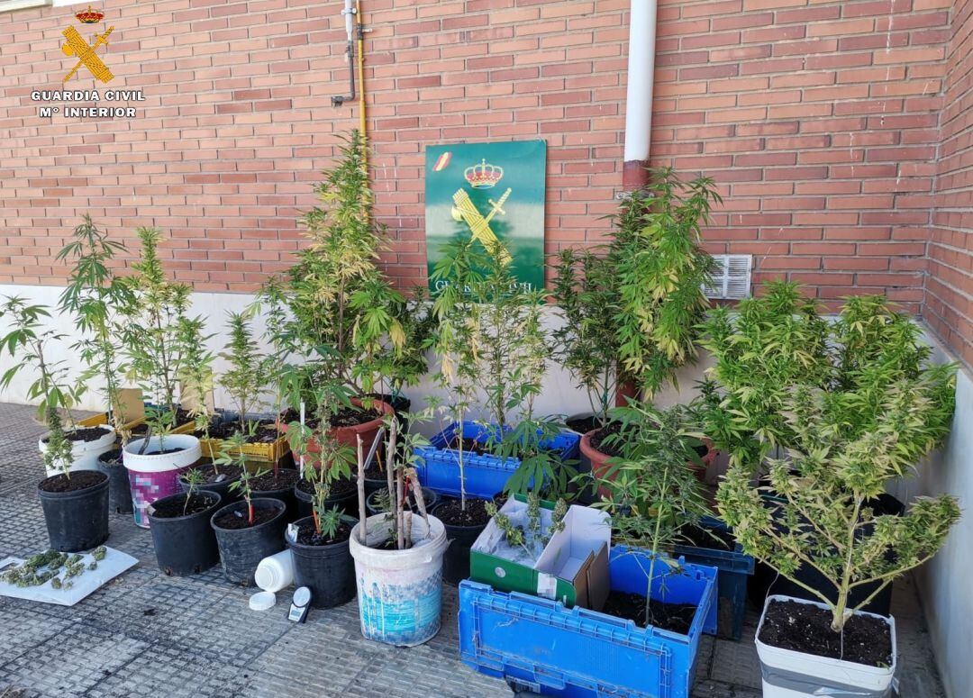 Plantas de droga incautadas