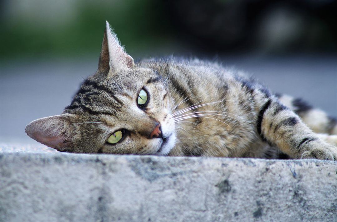 Plan especial en Gandia para el control de las colonias de gatos  