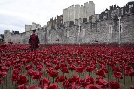 Amapolas para conmemorar caídos en las Guerra Mundiales