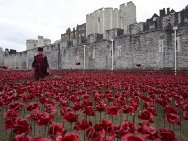 Amapolas para conmemorar caídos en las Guerra Mundiales