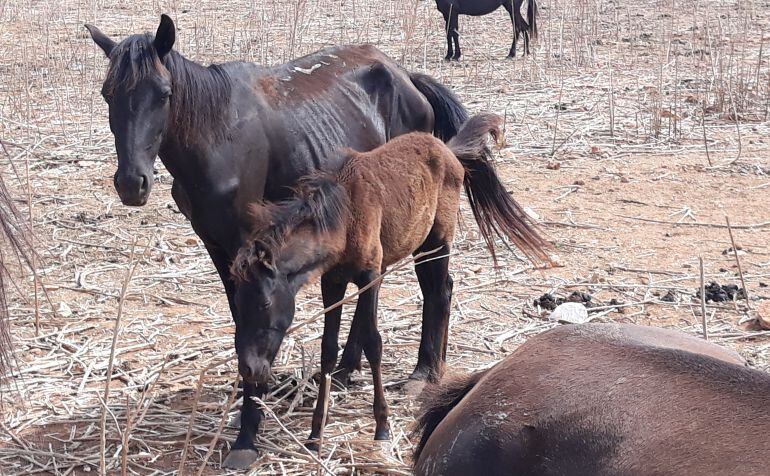 Fuentes animalistas advierten de un posible caso de maltrato animal en Maó.