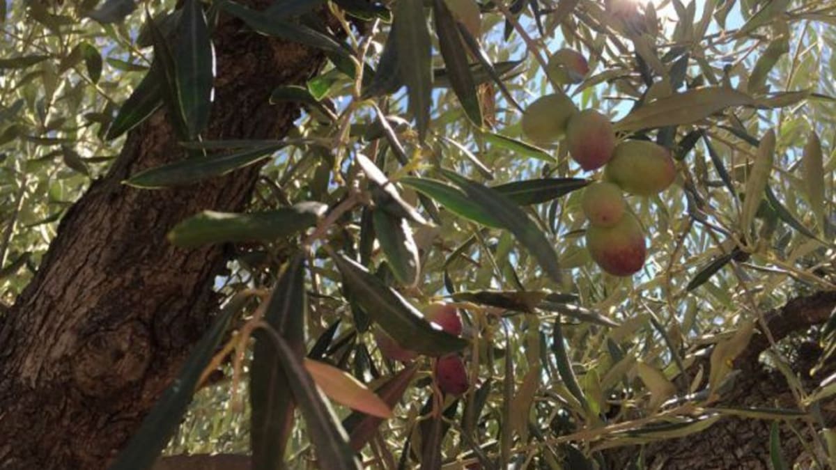 El olivo, árbol milenario del paisaje de la Región de Murcia