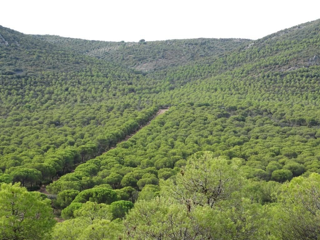 Dehesa Boyal de Puertollano