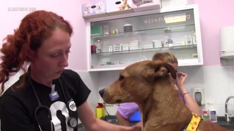 La protectora lamenta la "impunidad" de los maltratadores