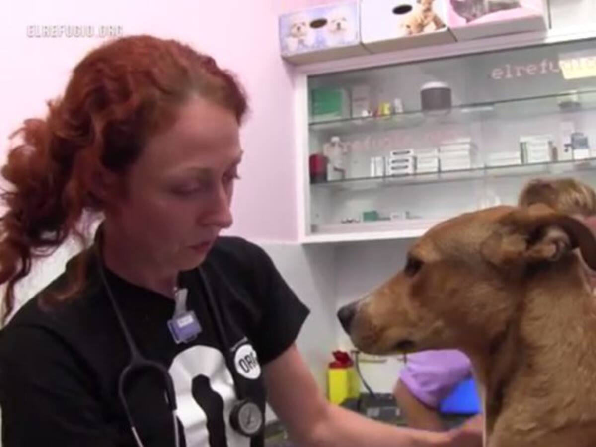 Rescatado un perro atado y con una puñalada en la nuca