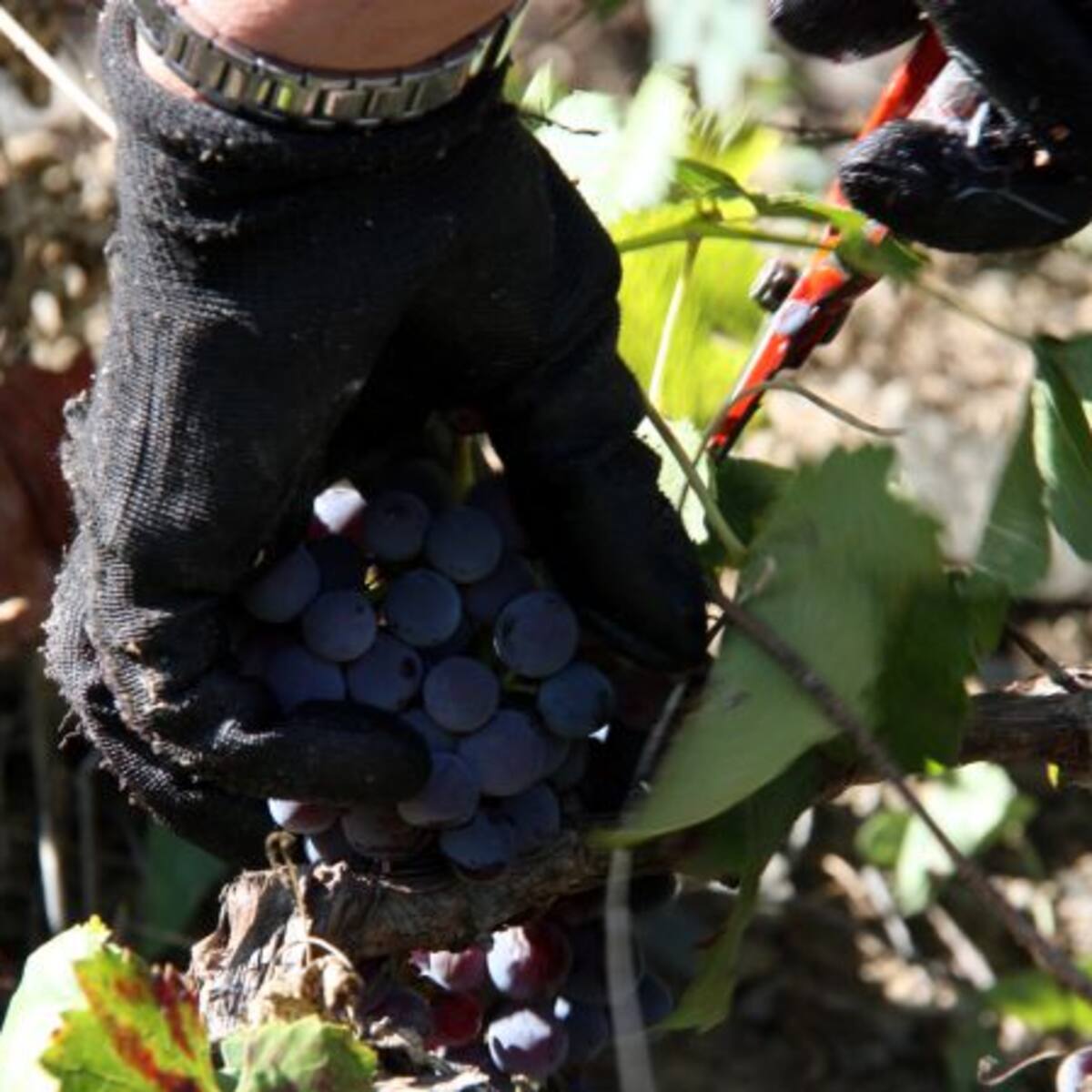 La Denominació d'Origen Qualificada Priorat exporta el 80% de la producció