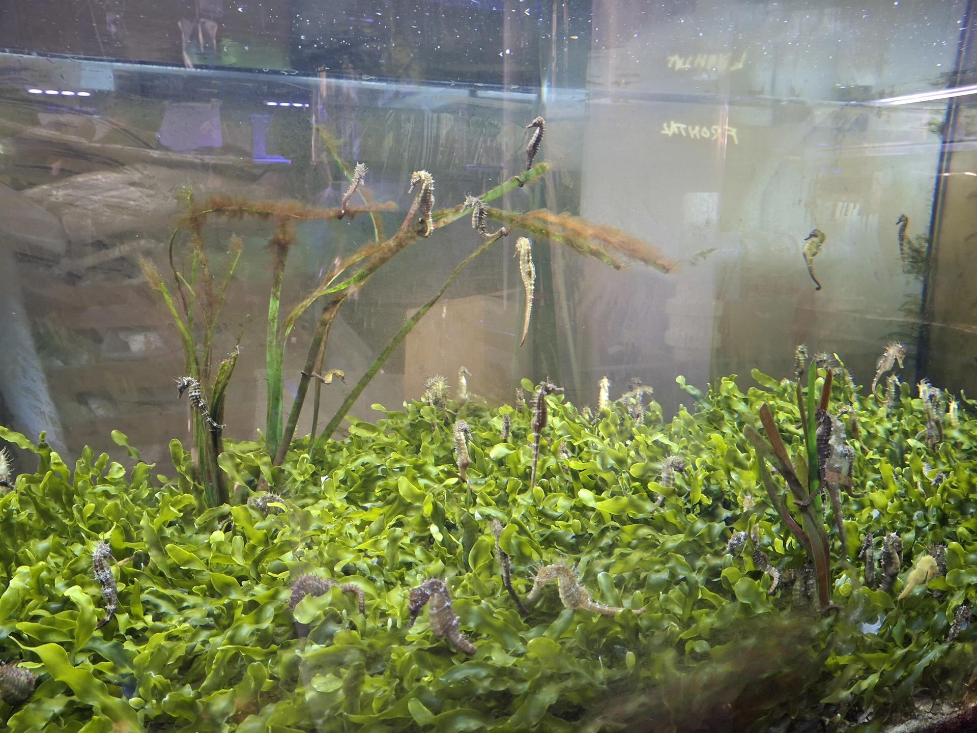 Imagen de archivo de ejemplares de caballitos de mar en las instalaciones actuales del Banco de Especies del Mar Menor