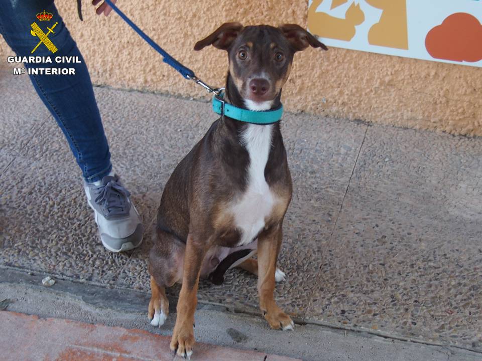 Perro abandonado en Alicante