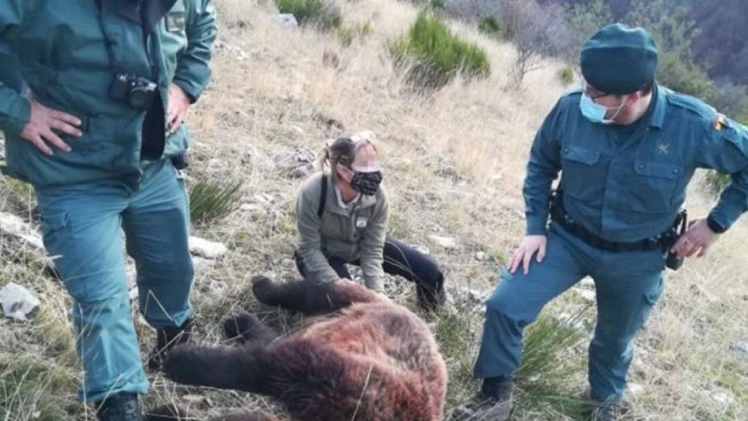 Osa abatida en Palencia