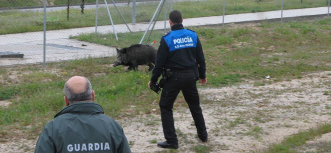 Captura de un jabalí en San Sebastián de los Reyes