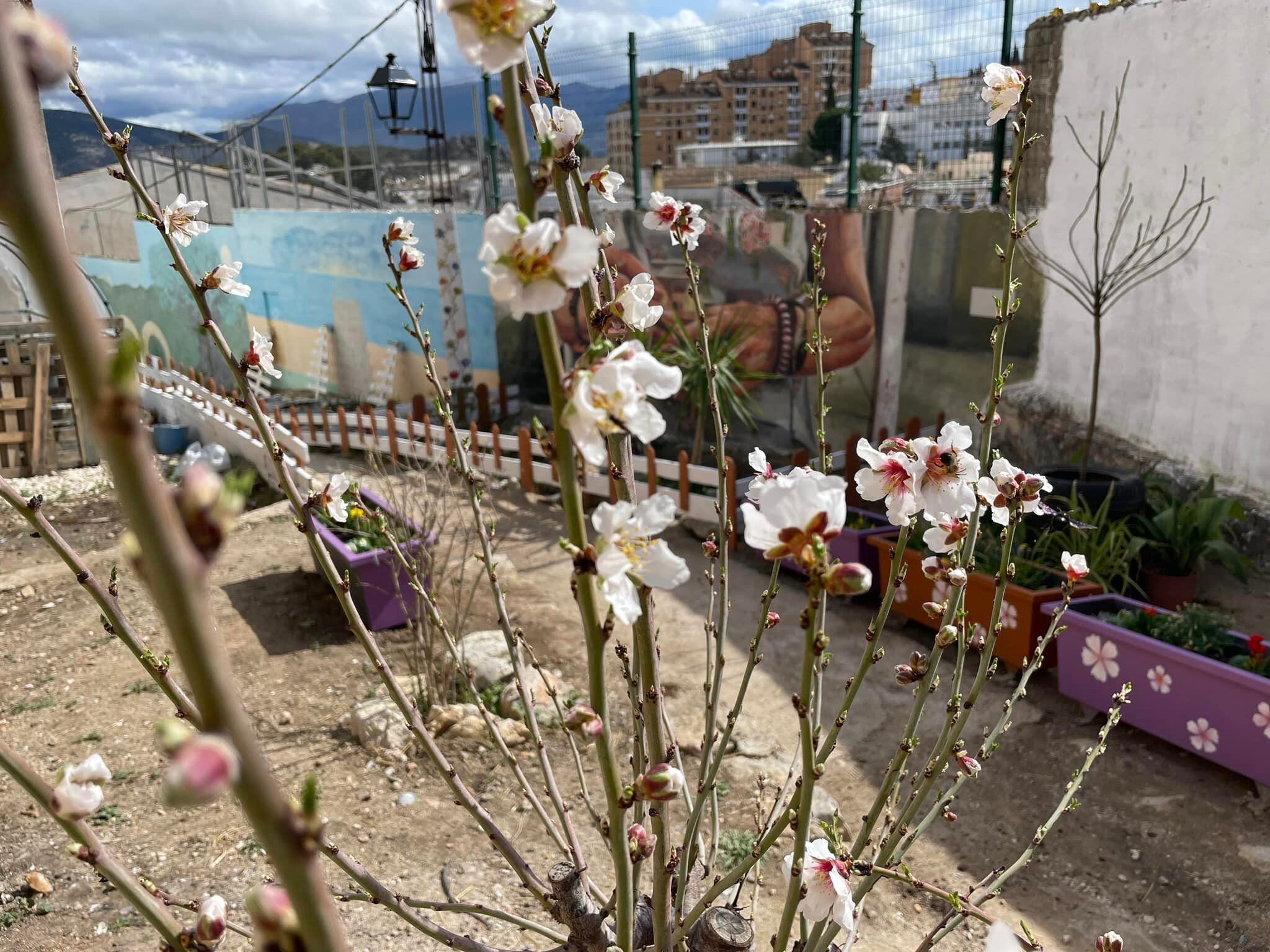 Flores en el barrio de El Almendral, en Jaén capital.