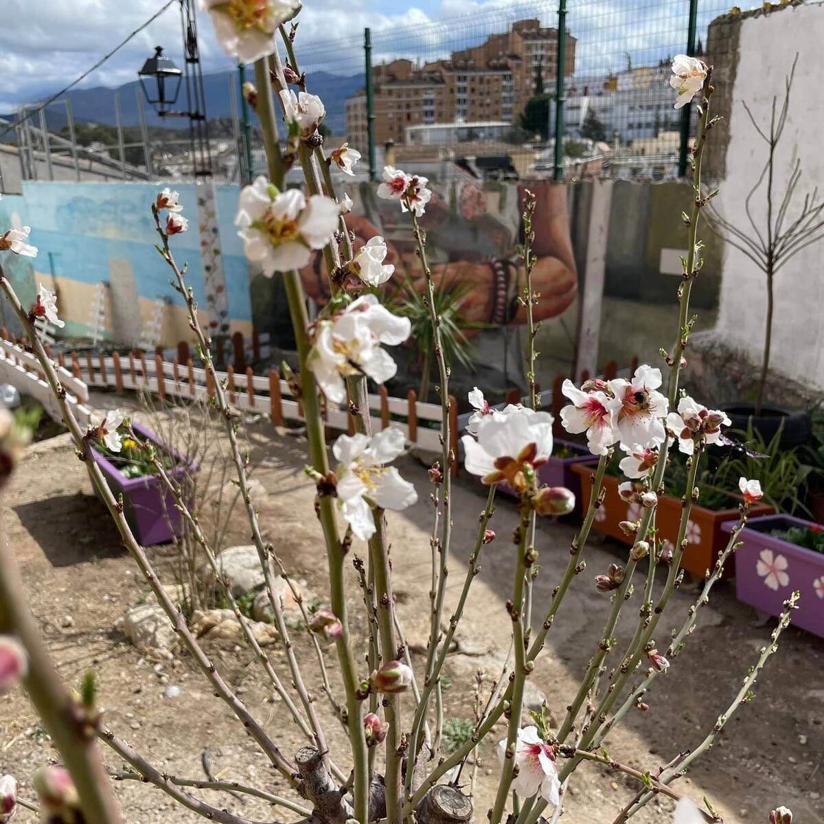 El barrio de 'El Almendral' busca plantas y macetas para acoger