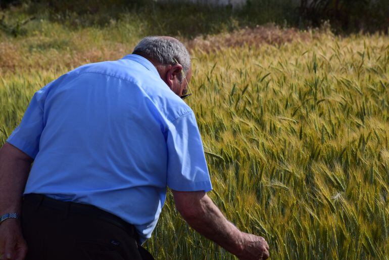 Agricultor de Villarejo de Fuentes cultivando campos de trigo