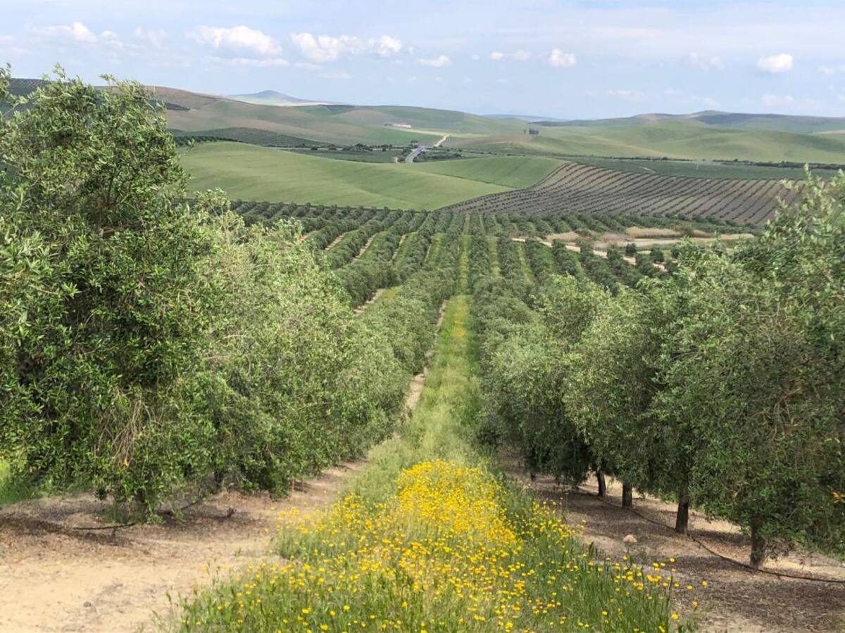 Entrevista José Ángel Cantueso, director de Cantueso Natural Seeds