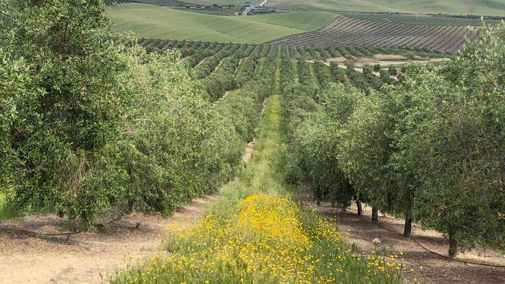 Entrevista José Ángel Cantueso, director de Cantueso Natural Seeds