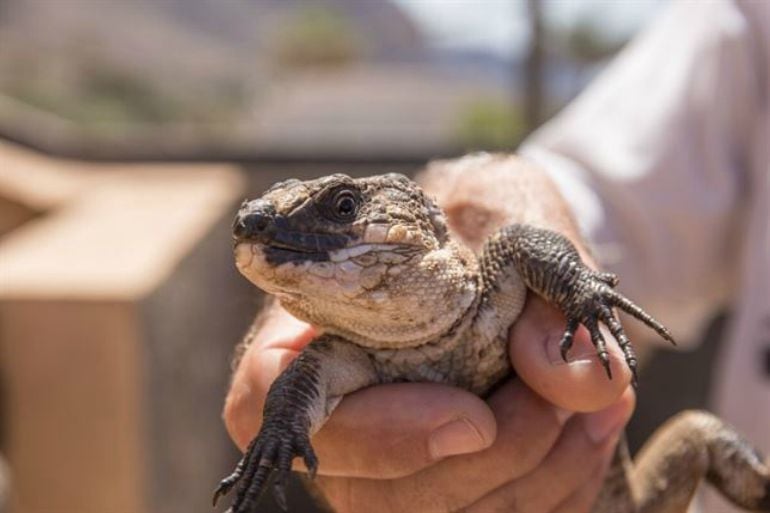 Lagarto Gigante de La Gomera