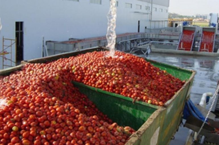 Últimos tomates de la campaña en la industria