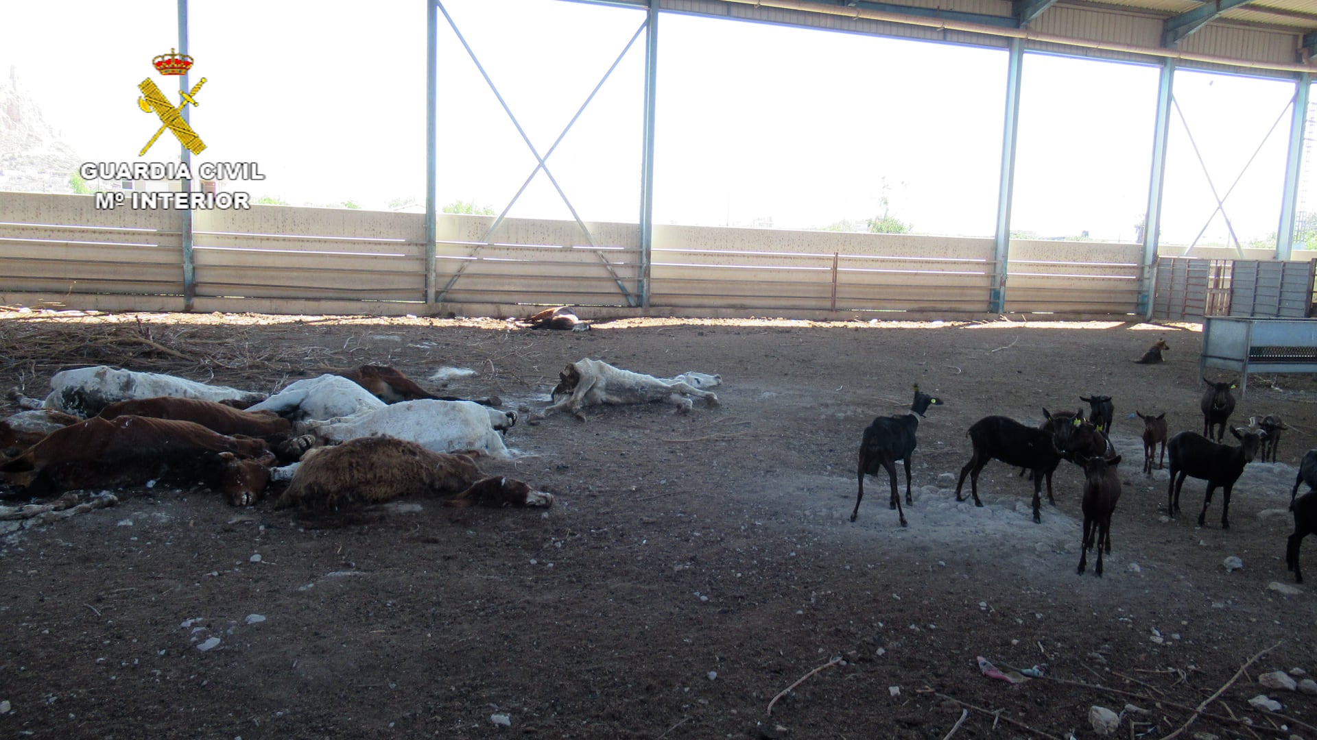 La Guardia Civil investiga al titular de una granja en Murcia por maltrato animal