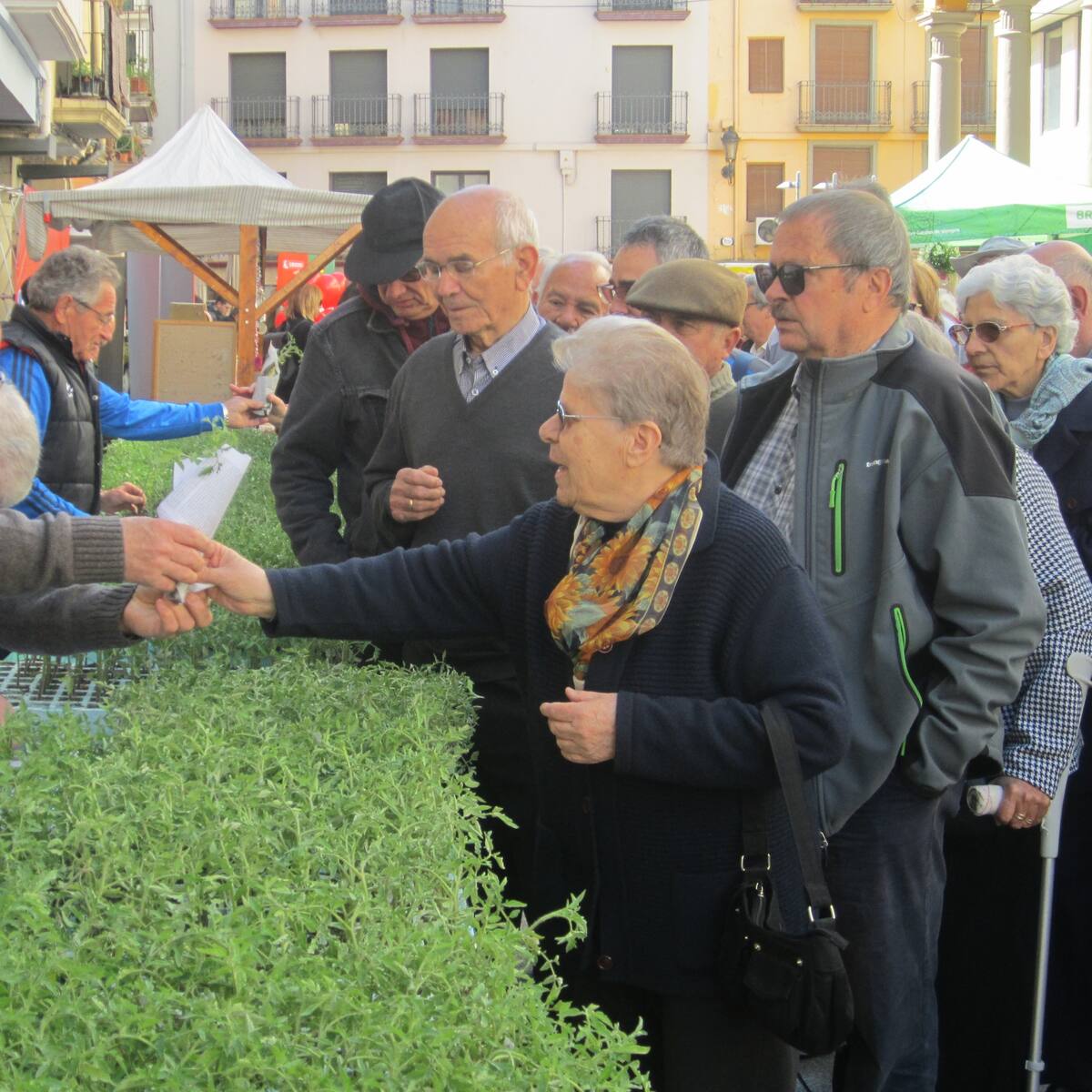 La Fiesta del Plantero de Barbastro repartirá 2.000 plantas de Tomate Rosa