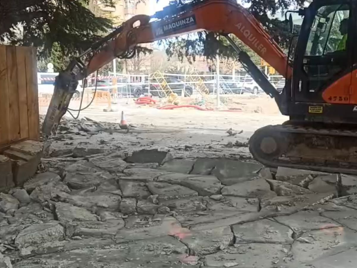 La Plataforma Árboles Vivos denuncia daños al arbolado por las obras de la macro rotonda de Harineras