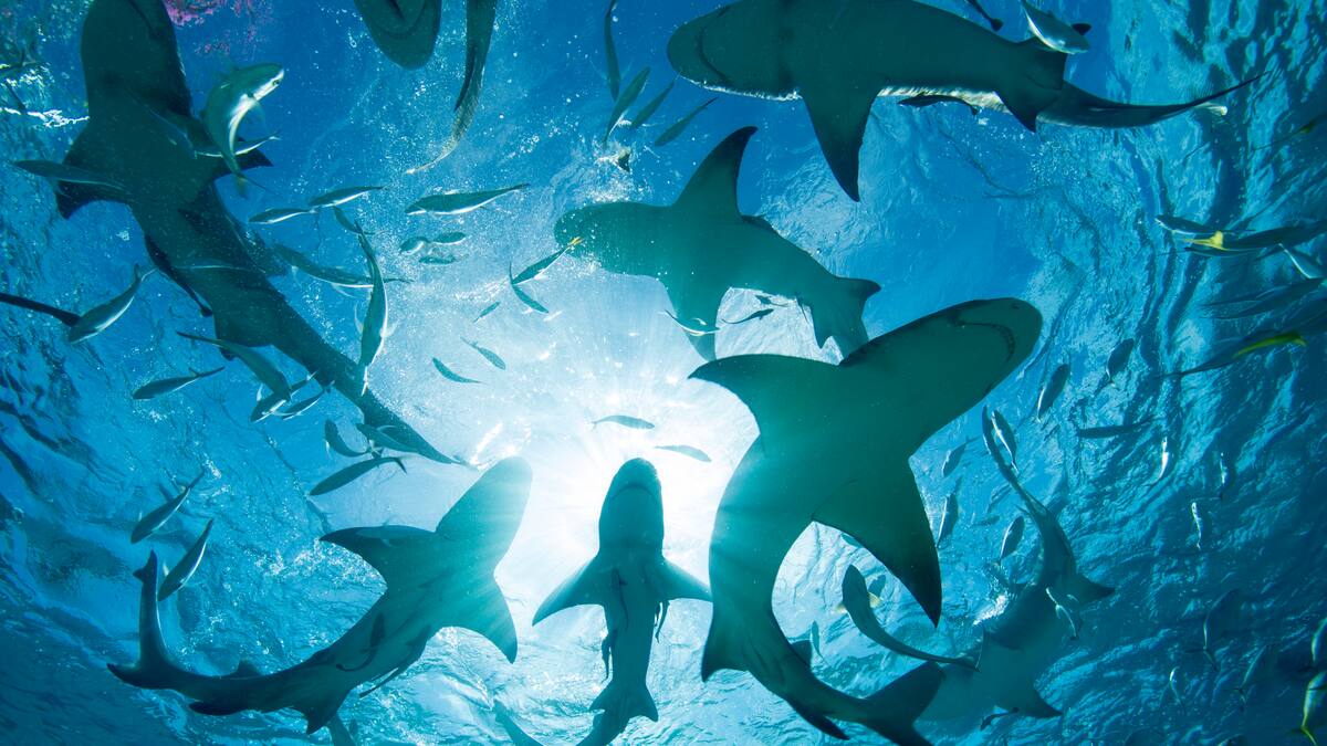 Quines són les mossegades d'animals més perilloses i per què la del tauró no està entre les primeres