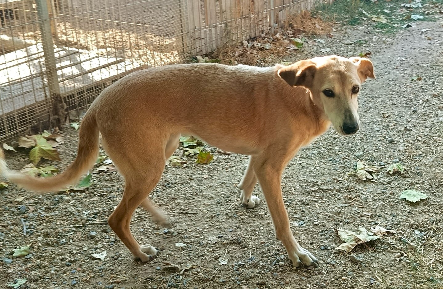 Perro de la Asociación Protectora Huellas