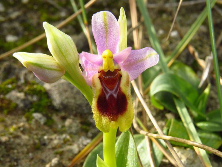 Orquídea en el Pantano de Elche