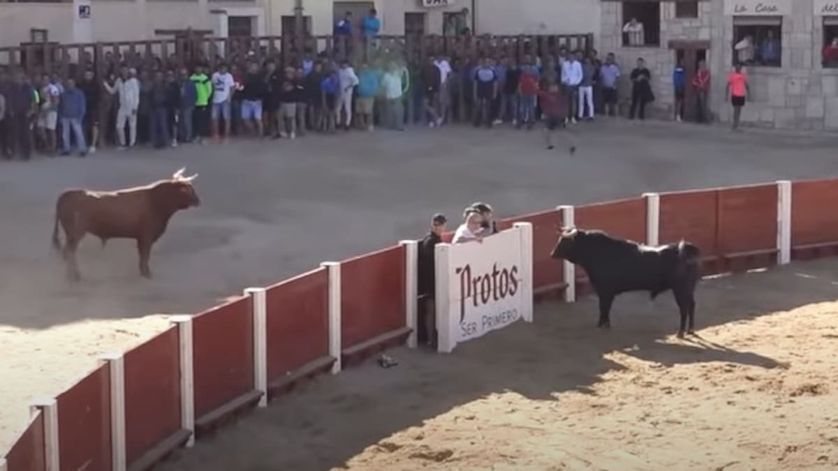 El análisis previo de los eventos taurinos de Peñafiel con 'Pitirri' y 'Miguelín' en Hoy por Hoy Peñafiel
