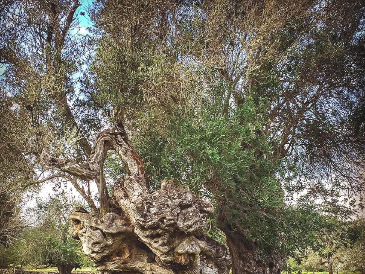 Detectados 224 casos positivos de Xylella en Ibiza