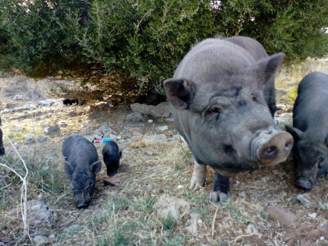 Cerdos vietnamitas en un solar de Algeciras