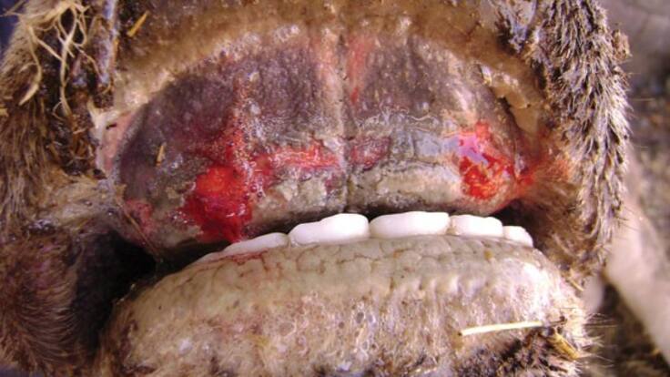 José Manuel Yubero, diputado provincial de Soria sobre la enfermedad hemorrágica epizoótica(2024-08-26)