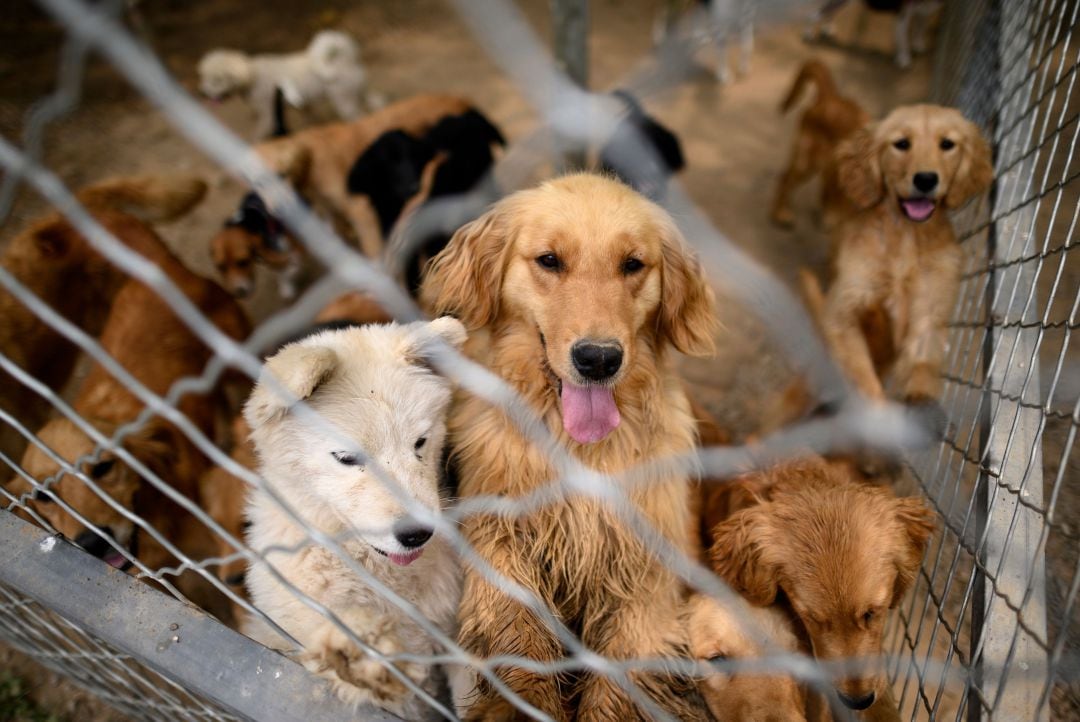 Varios perros se acercan a una verja en un criadero