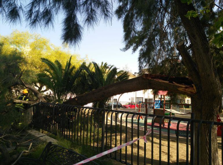 Rama caída en el parque de Las Trescientas de Elda 