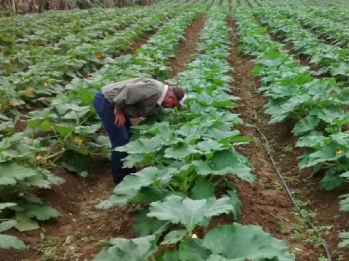 El campo en la SER: Alternativa a los cultivos tradicionales