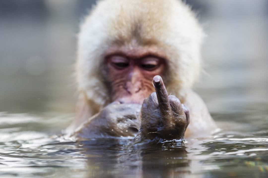 ¿Tienen conciencia los animales?