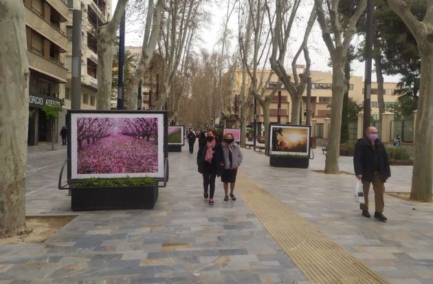 Algunas de las fotografías que forman parte de la exposición &#039;Floración de Cieza&#039;, en Alfonso X (Murcia)