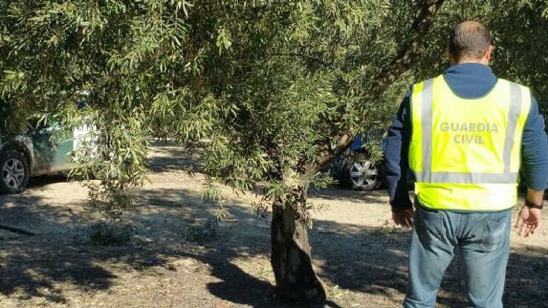 Un agente de la guardia civil en un olivar