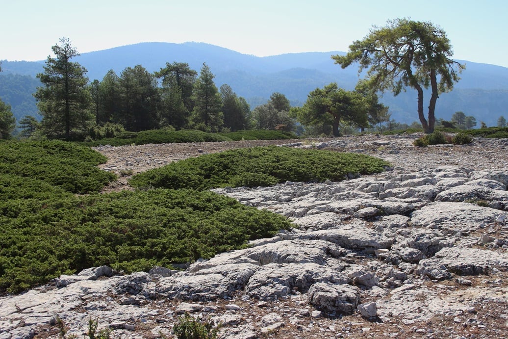 Pinarnegra sabinarastrera.